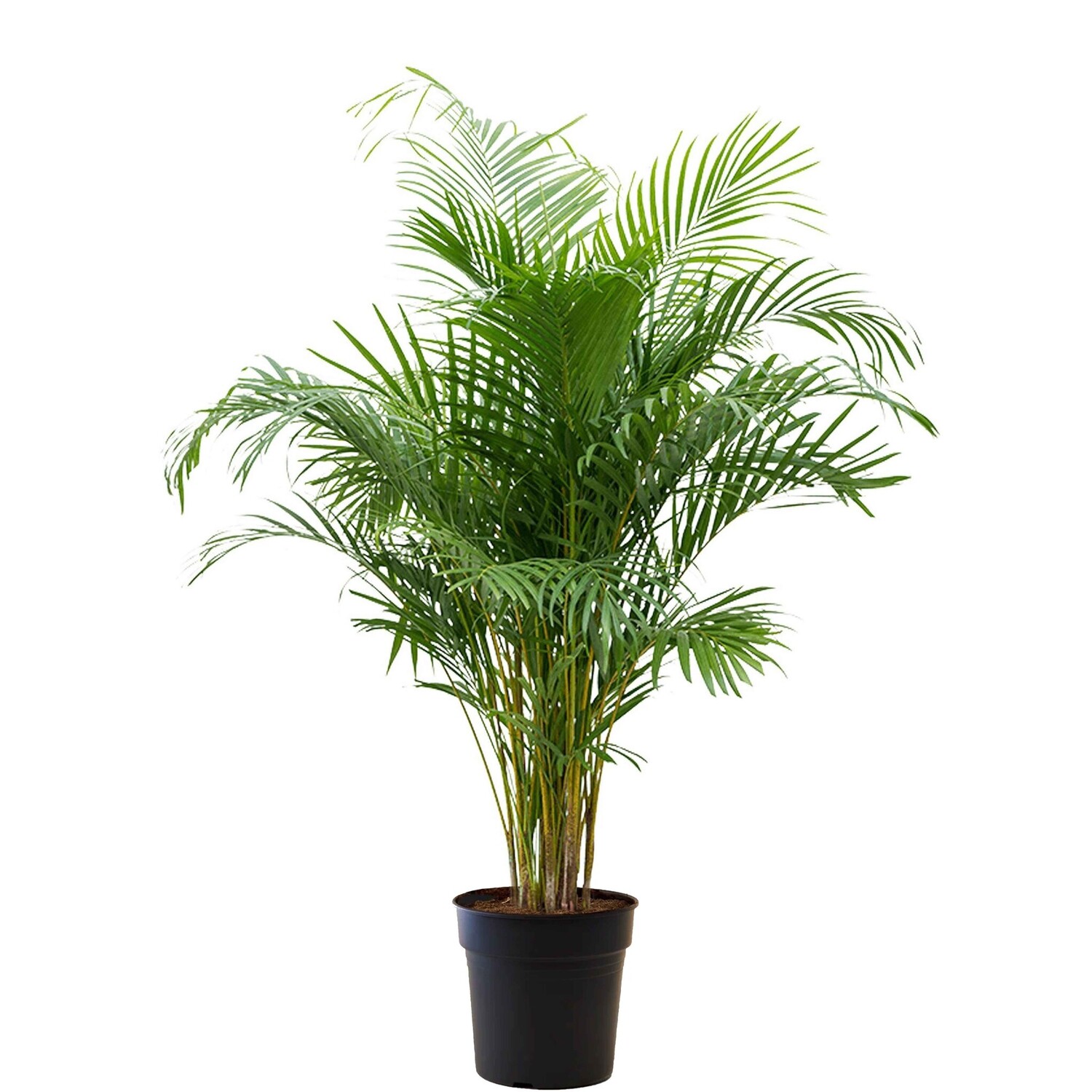 Palmier Dattier Des Canaries Phoenix Canariensis - Plante Exotique 75cm, Pot 15cm - Pour Intérieur Et Extérieur, Facile D'entretien