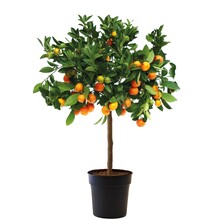 Agrumes Calamondin