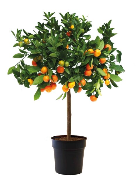 Agrumes Calamondin