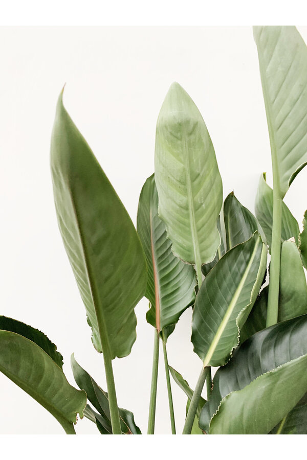 Strelitzia reginae avec bourgeon  (Oiseau du Paradis) L