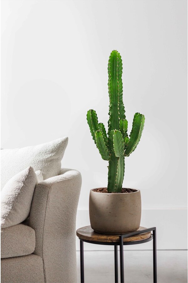 Euphorbia cactus L