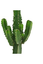 Euphorbia cactus L