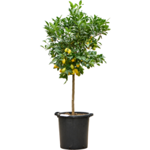 Citronnier