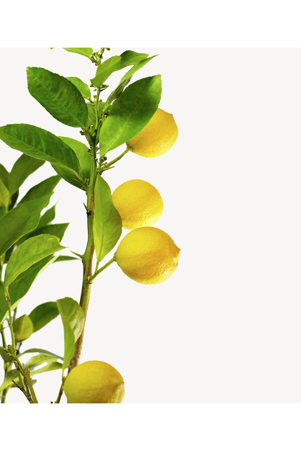 Citronnier Lemon tree