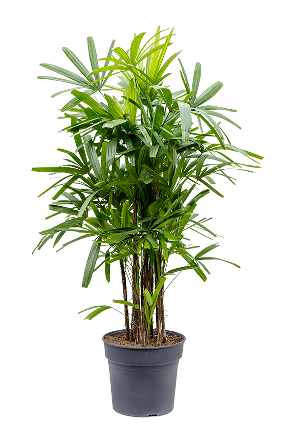 Rhapis Excelsa