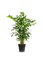 Caryota Mitis M