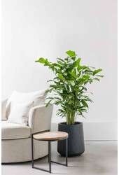 Caryota Mitis M
