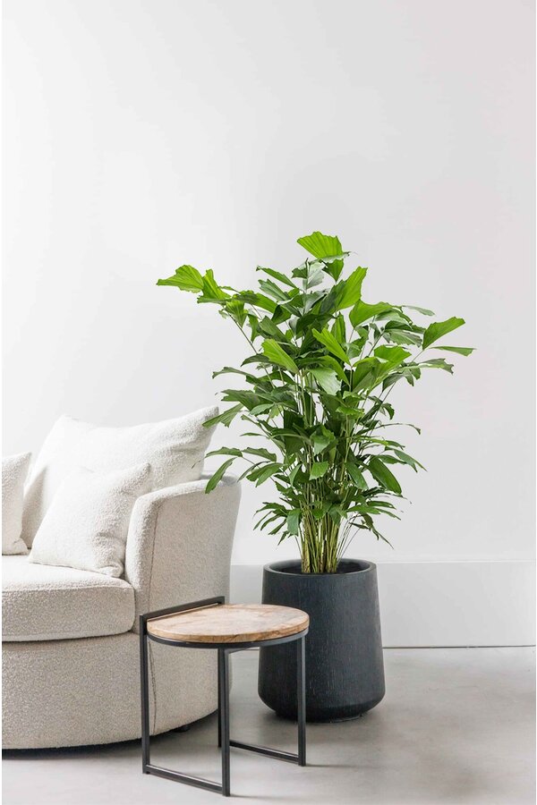 Caryota Mitis M