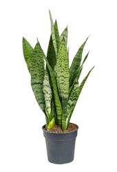 Sansevieria Zeylanica XS