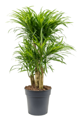Dracaena Anita Variegata
