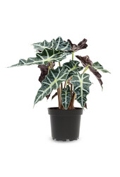 Alocasia Polly