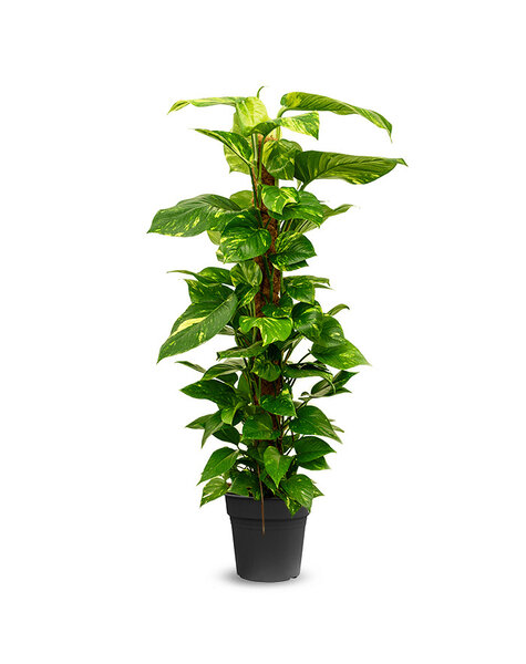 Epipremnum