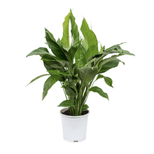 Spathiphyllum