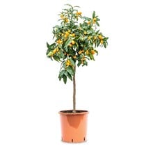 Agrumes Calamondin