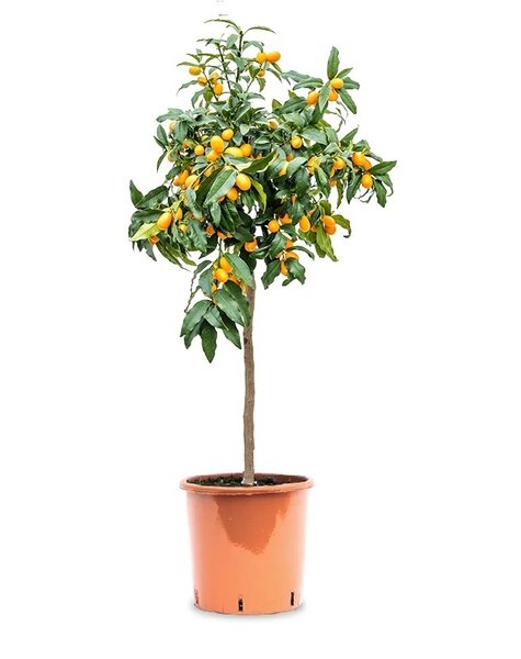 Agrumes Calamondin