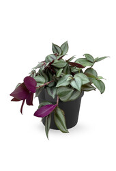 Père plante Rouge en B. pour Soft