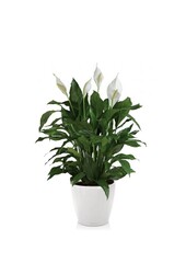 Plante à cuillère dans le Classico en auto-arrosage