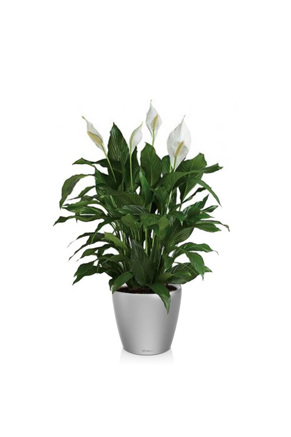 Plante à cuillère dans le Classico en auto-arrosage