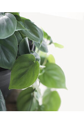 Philodendron Scandens