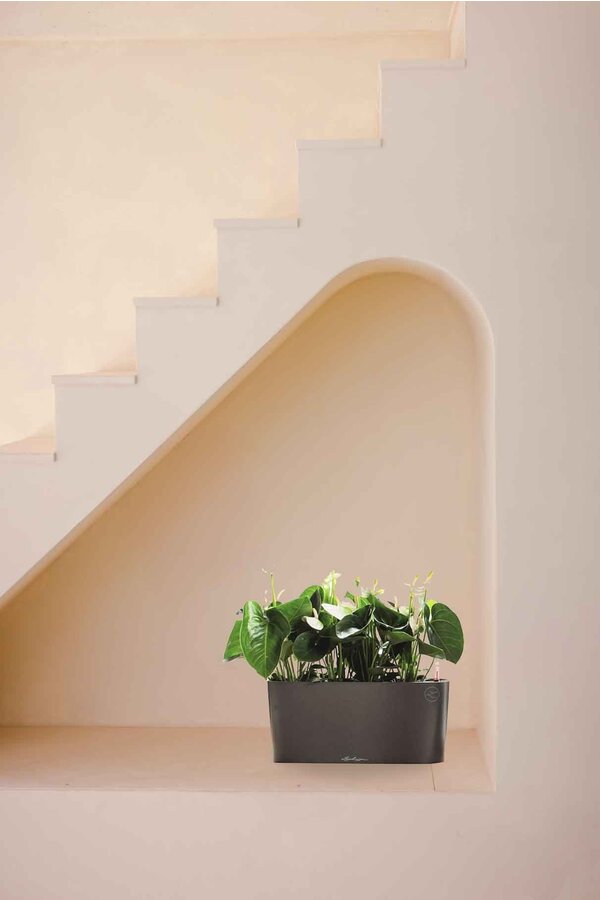 Anthurium dans un Delta d'arrosage