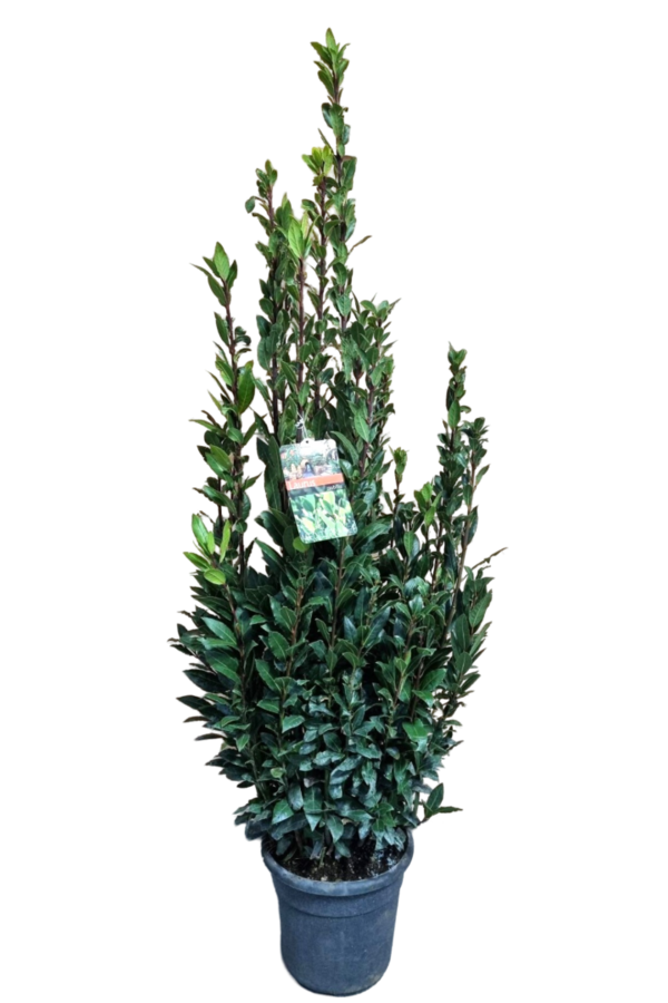 Laurus nobilis Arbuste L