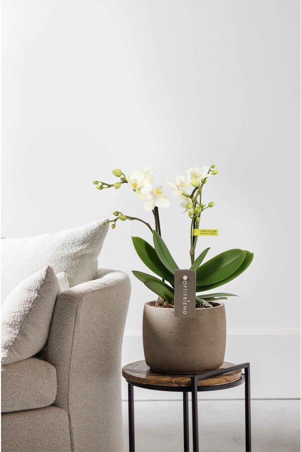 Phalaenopsis Optifriend Sandra