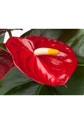 Anthurium Rouge Royal S