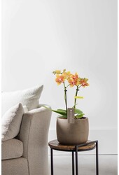 Phalaenopsis Optifriend Indy