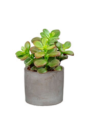 Bébé plante Crassula dans un pot en céramique