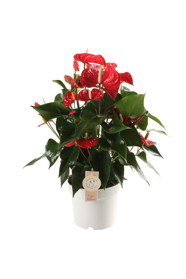 Anthurium Royal Red L