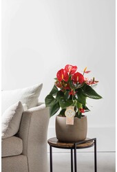 Anthurium Royal Red L