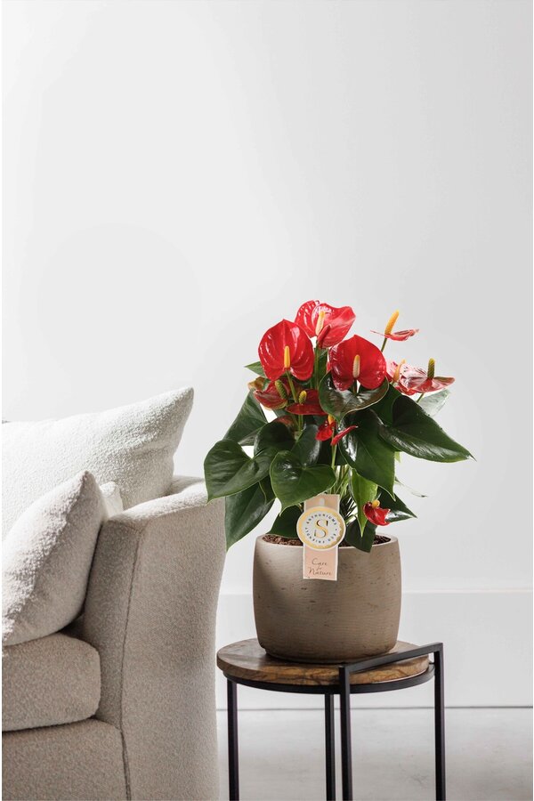 Anthurium Royal Red L