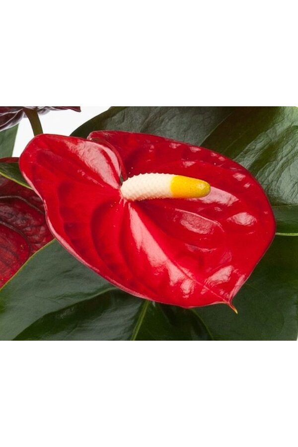 Anthurium Royal Red L