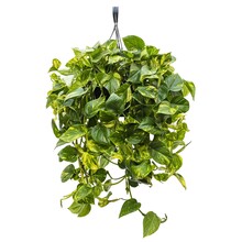 Scindapsus