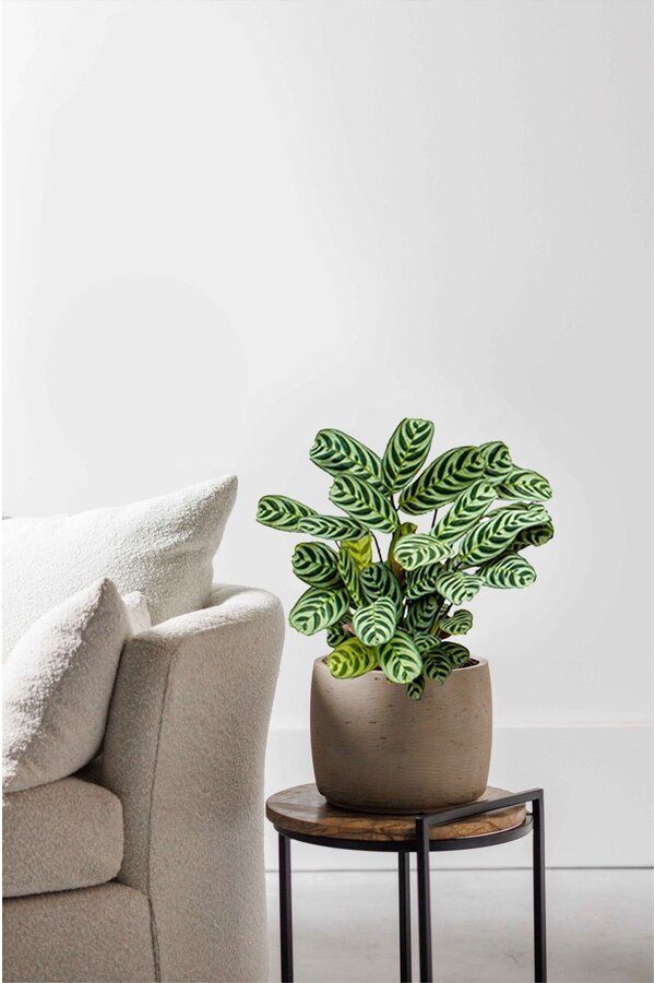 Ctenanthe burle-marxii Amabilis