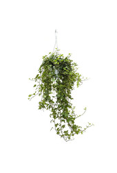 Hedera Helix Pittsburgh