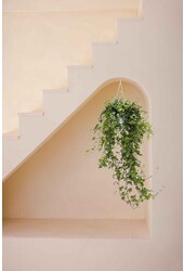 Hedera Helix Pittsburgh