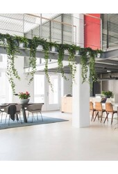 Hedera Helix Pittsburgh