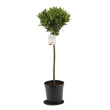 Laurus nobilis