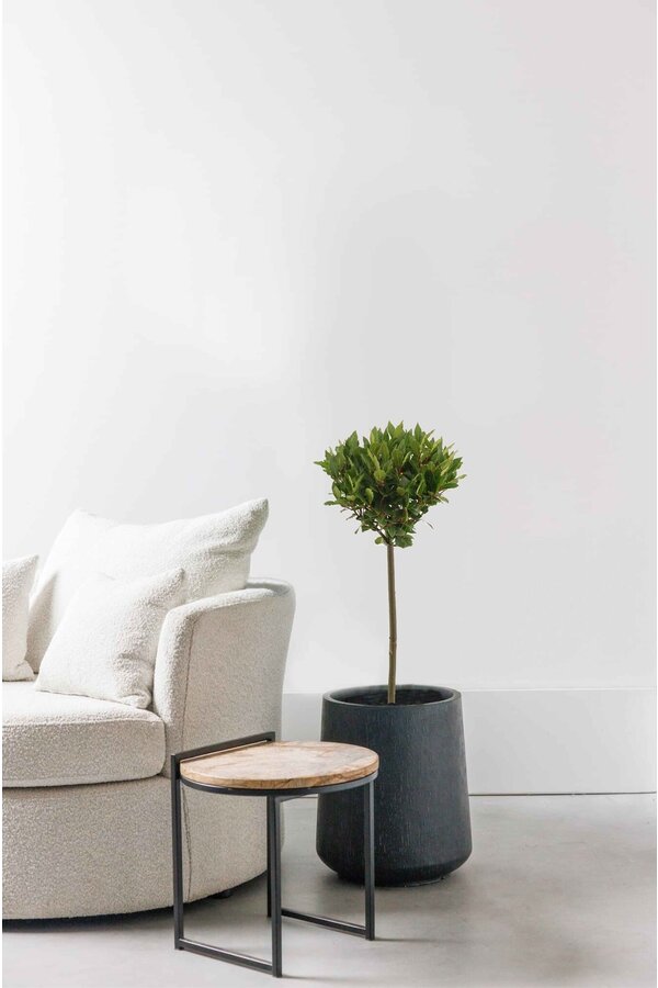 Laurus nobilis Tribu M