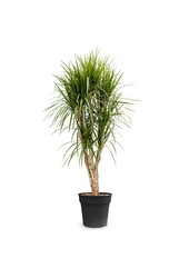 Dracaena Marginata XL