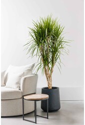 Dracaena Marginata XL