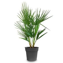 Chamaerops