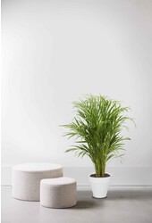 Palmier doré Areca en milieu urbain S