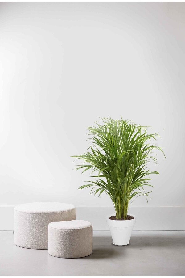 Palmier doré Areca en milieu urbain S