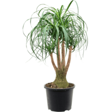 Beaucarnea