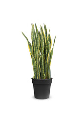 Sansevieria Laurentii