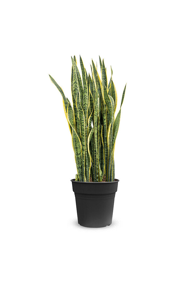 Sansevieria Laurentii