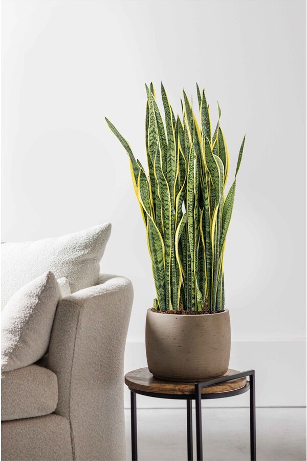 Sansevieria Laurentii