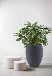 Philodendron Xanadu dans un pot de fleurs en béton